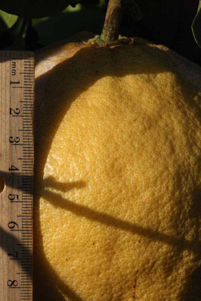                Fruit (Siamese, Riverside, CA)       